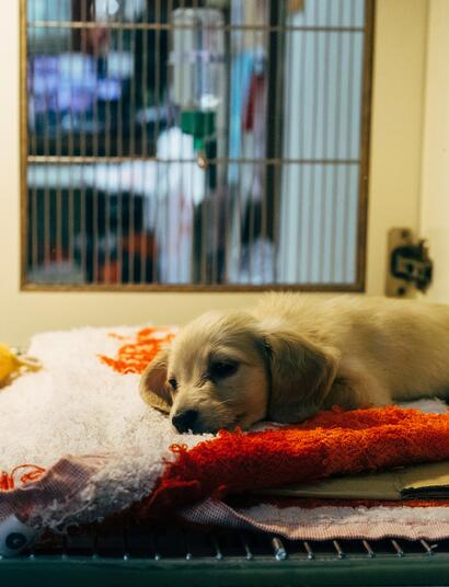 Discarded Cannabis Blamed for a Spike in Dogs Poisoned